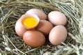 Chicken eggs, half of broken egg with raw yolk on the hay nest. Natural village household products. Close up Royalty Free Stock Photo