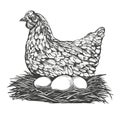 Chicken with eggs hand drawn vector illustration realistic sketch Royalty Free Stock Photo