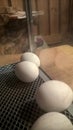 Chicken hatching from the eggs Royalty Free Stock Photo