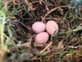 Chicken eggs in a hay nest. on a simple free-range chicken farm Royalty Free Stock Photo