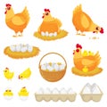 Chicken eggs. Hen farm egg, nest and tray of chickens eggs cartoon vector illustration set Royalty Free Stock Photo