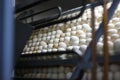 Chicken eggs in incubator