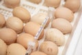 Chicken eggs in an incubator.