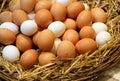 Chicken eggs just collected in the henhouse Royalty Free Stock Photo