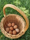 Chicken eggs just collected from the laying nest in the chicken coop Royalty Free Stock Photo