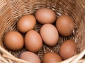 Chicken eggs just collected from the laying nest in the chicken coop, close up Royalty Free Stock Photo