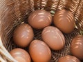 Chicken eggs just collected from the laying nest in the chicken coop, close up Royalty Free Stock Photo