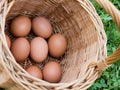 Chicken eggs just collected from the laying nest in the chicken coop, oblique composition, close up Royalty Free Stock Photo