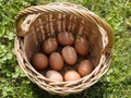 Chicken eggs just collected from the laying nest in the chicken coop Royalty Free Stock Photo