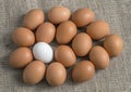 Chicken eggs, laid out in the form of one large egg