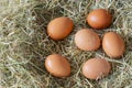 Chicken eggs laying on a bed od meadow hay Royalty Free Stock Photo