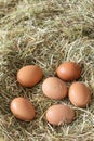 Chicken eggs laying on a bed od meadow hay Royalty Free Stock Photo