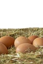 Chicken eggs laying on a bed of hay straw Royalty Free Stock Photo