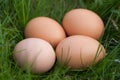 Chicken eggs lying in a nest of green grass Royalty Free Stock Photo