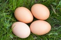 Chicken eggs lying in a nest of green grass Royalty Free Stock Photo