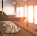 Chicken eggs move along the conveyor at the chicken farm, the production of eggs at the modern poultry farm, sunset Royalty Free Stock Photo