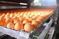 Chicken eggs move along a conveyor in a poultry farm. Food industry concept, chicken egg production