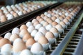 Chicken eggs move along a conveyor in a poultry farm. Food industry concept, chicken egg production