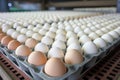 Chicken eggs move along a conveyor in a poultry farm. Food industry concept, chicken egg production