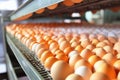 Chicken eggs move along a conveyor in a poultry farm. Food industry concept, chicken egg production