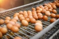 Chicken eggs move along a conveyor in a poultry farm. Food industry concept, chicken egg production. Royalty Free Stock Photo