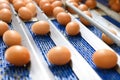 Chicken eggs move along a conveyor in a poultry farm. Food industry concept, chicken egg production. Royalty Free Stock Photo