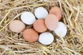 Chicken eggs in the nest box Royalty Free Stock Photo