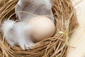 Chicken eggs in a nest with feather Royalty Free Stock Photo