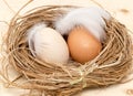 Chicken eggs in a nest with feather Royalty Free Stock Photo