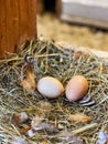 Chicken eggs nest Royalty Free Stock Photo