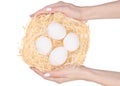 Chicken eggs in a nest hand