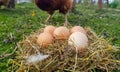 Chicken eggs in a nest of hay. A hen stands in the background of the nest. Photo from mockup Royalty Free Stock Photo