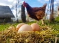 Chicken eggs in a nest of hay. A hen stands in the background of the nest. Photo from mockup Royalty Free Stock Photo