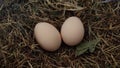 Fresh chicken eggs in the nest ready to be hatched