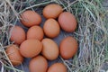 Chicken eggs in nest of straw on old wooden background.