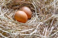 Chicken eggs in the ovary