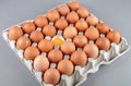 Chicken eggs in a paper tray, Royalty Free Stock Photo