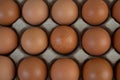 Chicken eggs placed on an egg tray. Close-up Royalty Free Stock Photo