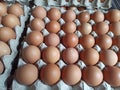 chicken eggs placed on the egg tray