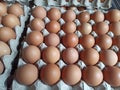 chicken eggs placed on the egg tray Royalty Free Stock Photo