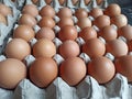 chicken eggs placed on the egg tray