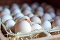 Chicken among chicken eggs in a poultry farm. The concept of the food industry, the production of chicken eggs Royalty Free Stock Photo