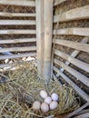 chicken eggs that are still being incubated in a cage and straw Royalty Free Stock Photo