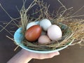 Chicken eggs in the straw nest on dark board. Royalty Free Stock Photo