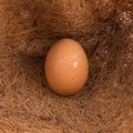 Chicken eggs in straw nest at farm Royalty Free Stock Photo