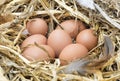 Chicken eggs in straw nest. Royalty Free Stock Photo