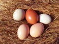 Chicken eggs in a Straw nest. Natural homemade colored eggs.