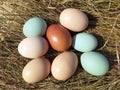 Chicken eggs in a Straw nest. Natural homemade colored eggs.