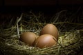 Chicken eggs in a straw nest