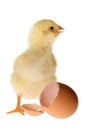 Chicken and Eggshell Royalty Free Stock Photo